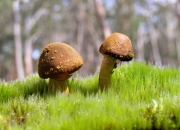 开云-非洲雄鹰的窒息时刻，奥斯梅恩如何用暴力美学拆解南美孤狼