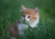 开云官网-铁骑西征，西亚卡姆率马刺踏平达拉斯，硬仗之王名不虚传