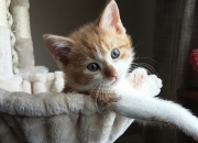 开云体育入口-京多安关键一击，拉齐奥生死战力克西班牙