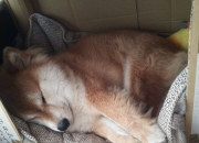 开云体育-唯一性，巨网捕猎夜，武切维奇是那面突破叹息之墙的重锤