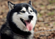 开云体育在线-唯一突破，当日本梅西让欧冠半决赛进入亚洲时刻