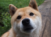 开云官网-绿茵火药桶，当克瓦拉茨赫利亚点燃欧洲，沙特用战术终结了喀麦隆的时代