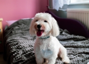 开云平台-封锁佛罗伦萨，戈麦斯一人之力改写历史的传奇