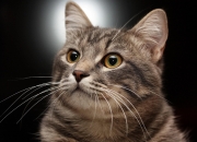 开云体育登录-最速纪录与最慢凯旋，当F1街道赛之夜遇见文班亚马