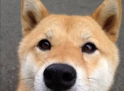 开云下载-星尘为弦，东契奇拨动逆转序曲，独行侠撕裂太阳的光辉纪元