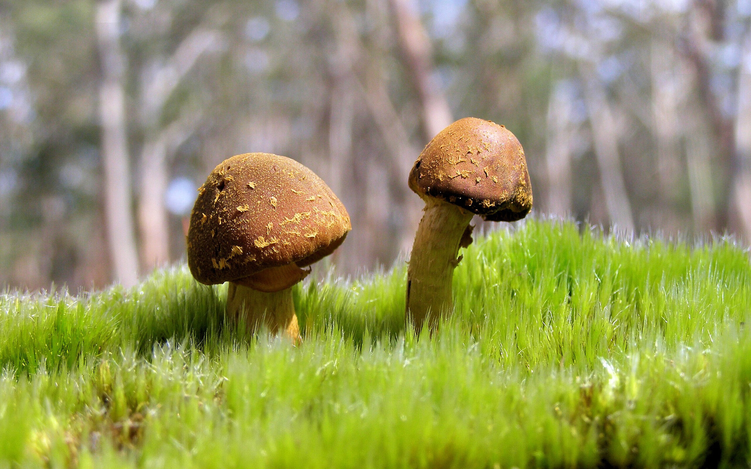 班凯罗狂砍40分引爆全场，浙江队火力全开压制掘金迎大胜