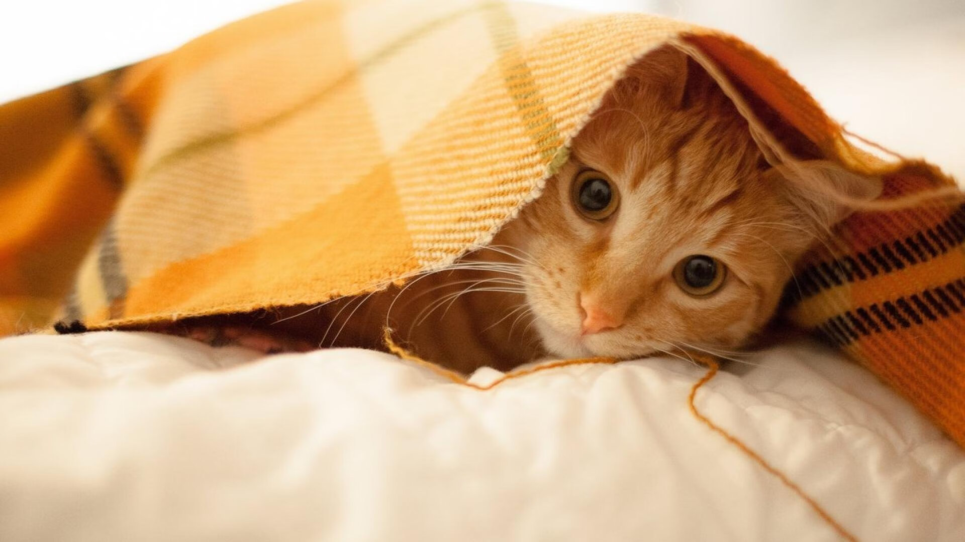 东方节奏与红黑智慧,阿拉巴如何成为AC米兰掌控韩国之匙