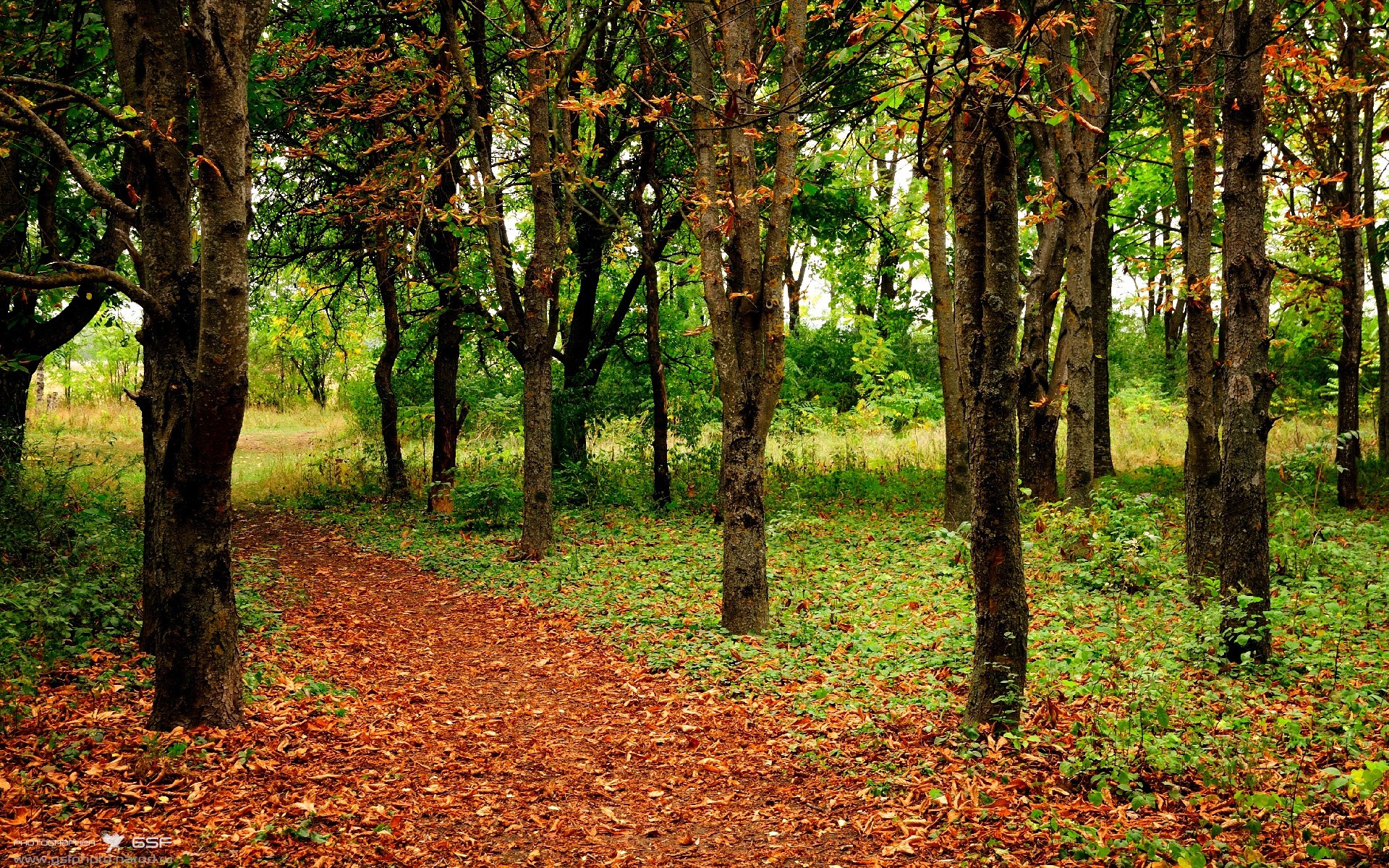 连珠炮响彻东决夜!范弗利特如神助连续砍分定江山