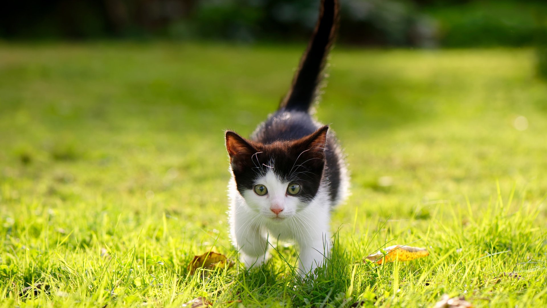 横跨大洋的表演赛，当霍勒迪在乌鲁木齐冰封末节