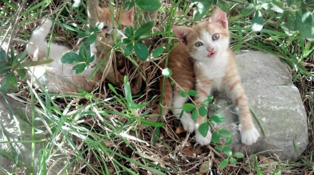 跨越时空的篮球射手，当克莱遇见世界杯之夜