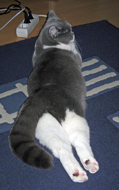 终极比喻,当F1街道赛的瞬时反应遇上辽宁队的节奏掌控