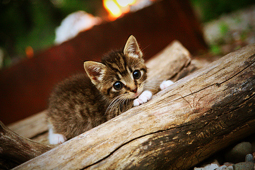 欧洲火种，独行侠压哨胜利与戈贝尔欧冠统治的跨洋回响