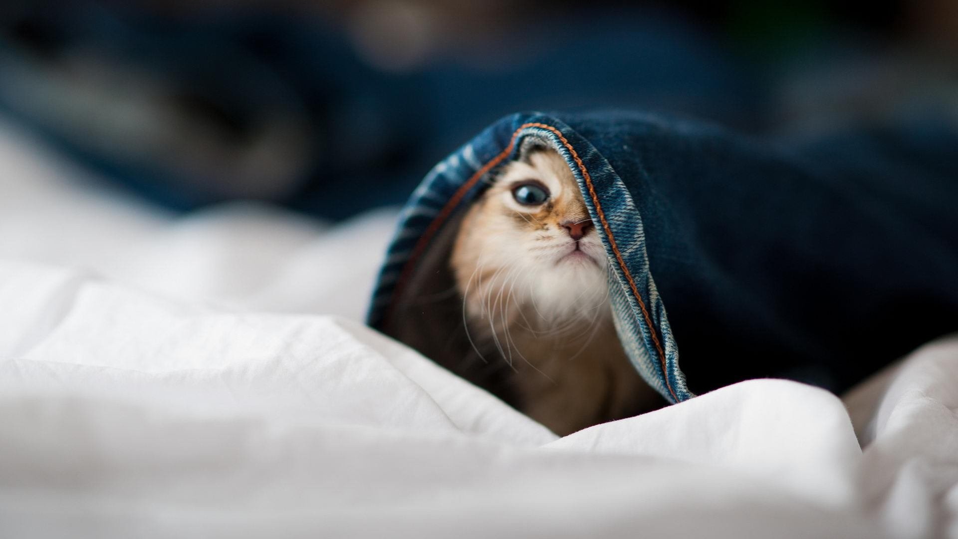 奇迹教科书，班凯罗之夜如何重新定义德甲争冠战