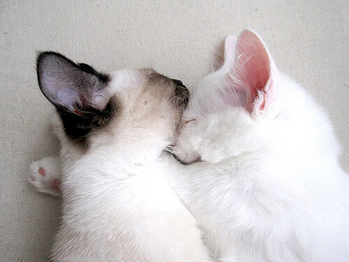 一人成军，铁壁天堑—记世青赛上那场唯一属于马里的逆袭当桑巴舞步撞上西非铁壁，无名小卒凯塞多是如何打穿神话的