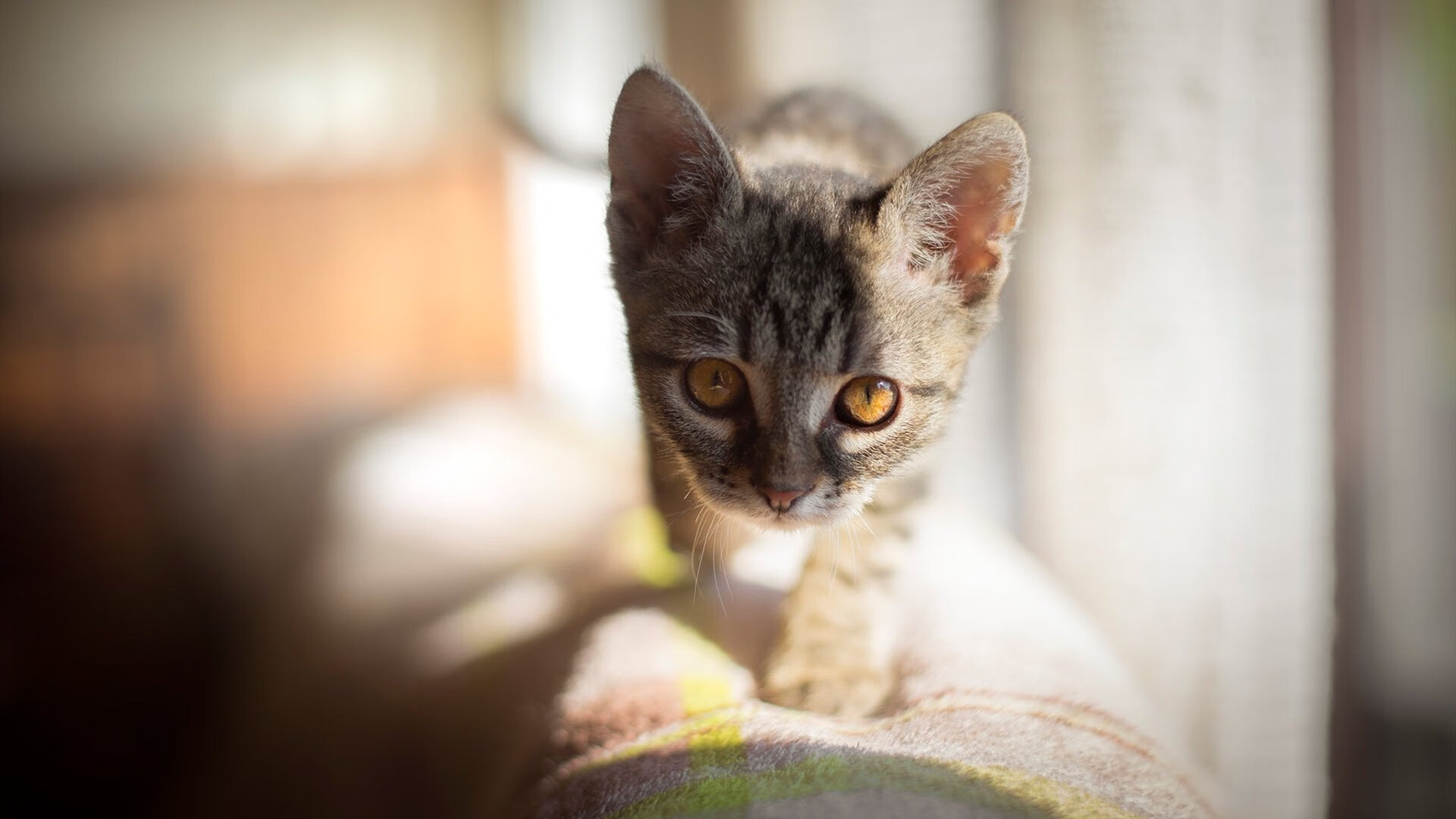 当雄鹿的犄角刺穿铁壁,武切维奇在奥运前夜完成的篮球哲学宣言