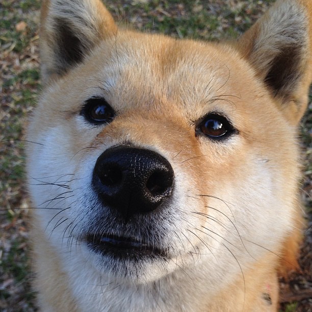 绿茵场与外交场,西甲德比映射的法尼地缘棋局