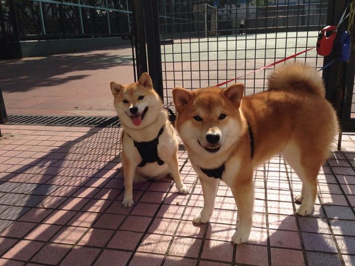 季后赛奇迹,乔治在抢七中爆发,爵士掀翻老鹰