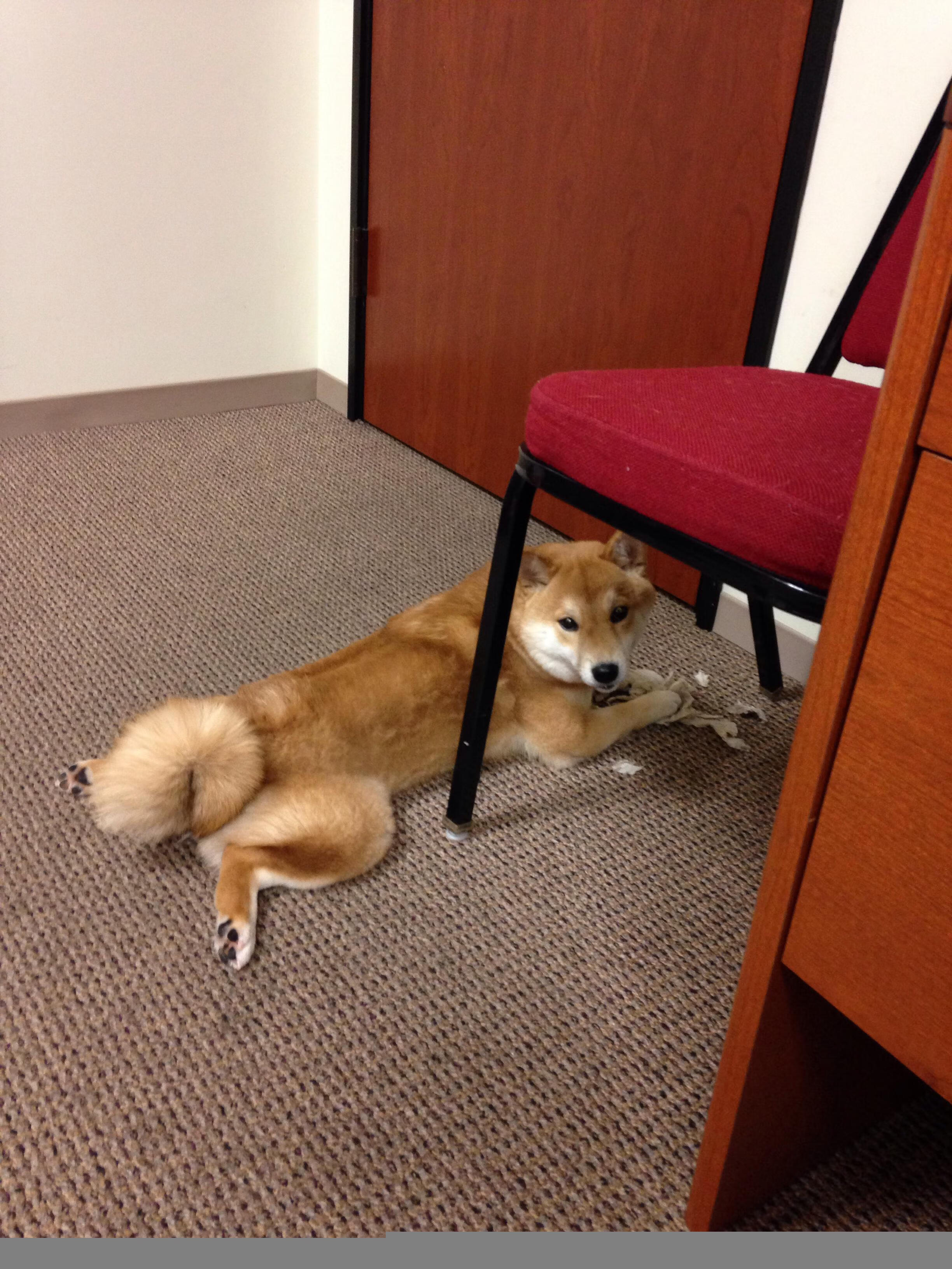 当约基奇的三双照亮德甲之夜