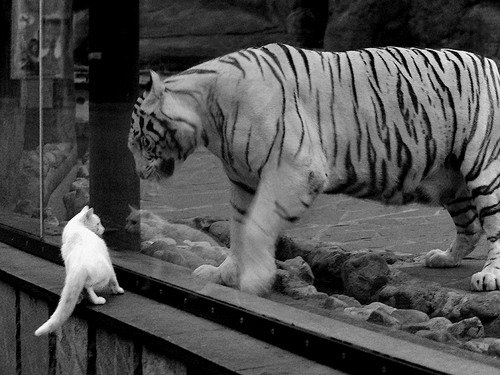 单节闪电战撕裂防线!罗德里戈一柄利刃,美国队降伏太极虎