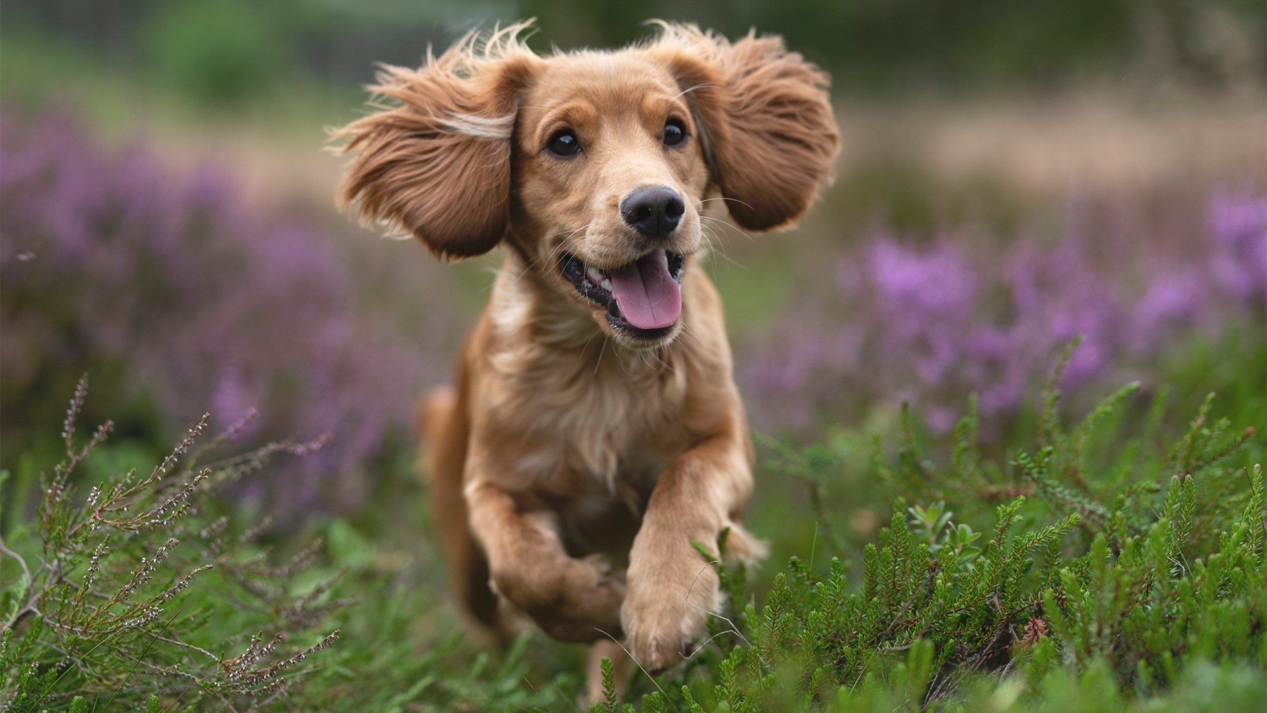 国家荣耀vs俱乐部传奇,帕尔默帽子戏法引领塞内加尔友谊赛攻克佛罗伦萨