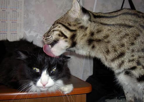 北欧神话逆袭非洲巨人,格纳布里一锤定音,挪威掀翻安哥拉