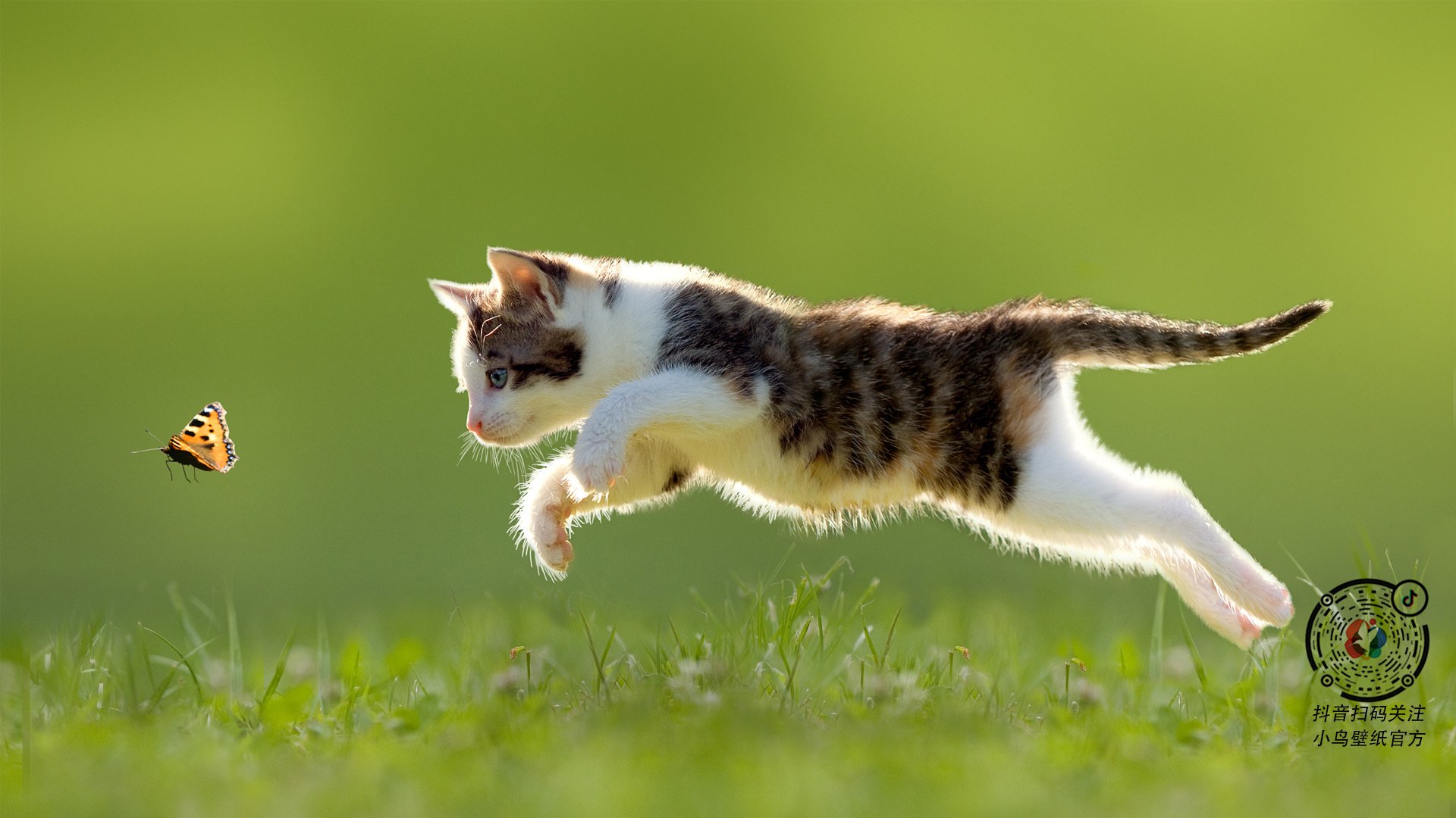 范弗利特指挥交响乐，凯尔特人节奏碾压热火，战略压制奏效