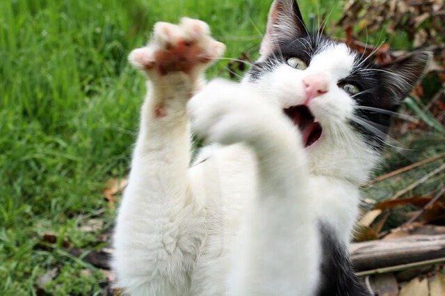 欧冠之夜，唯他起舞，欧文与巨大舞台的巫师契约