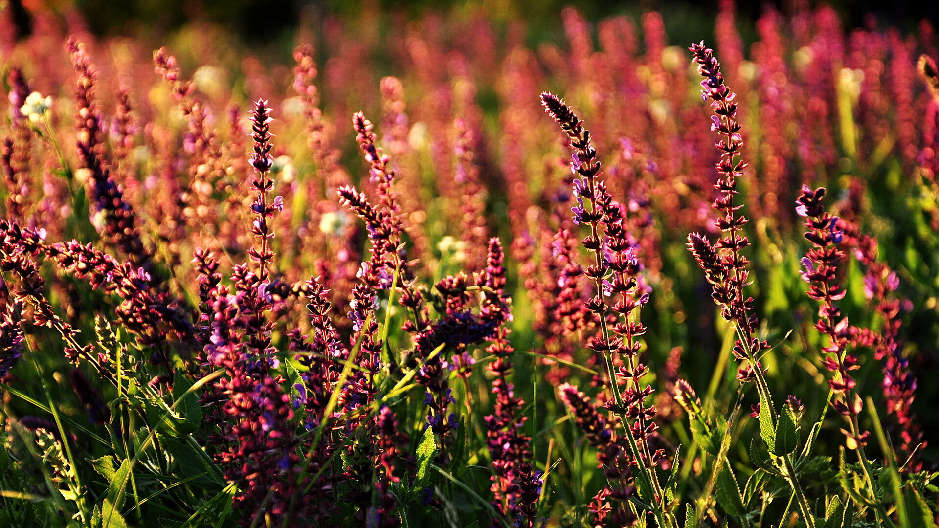 新王登基，马丁内利关键一击，阿根廷终结玻利维亚高原魔咒