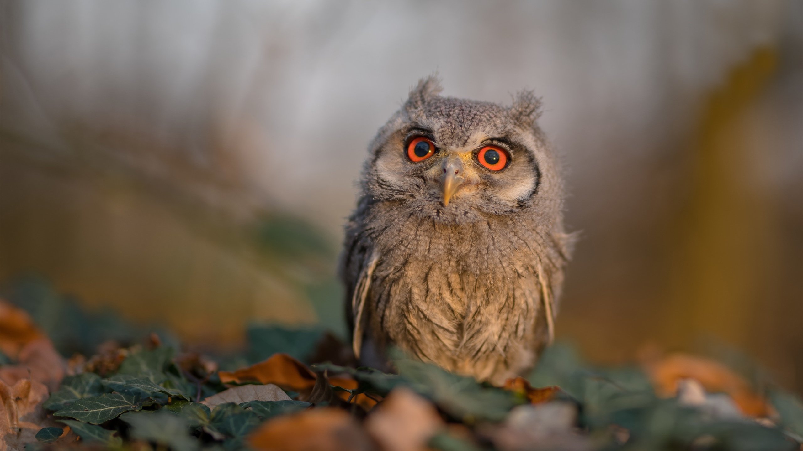 新王登基之夜，马克西狂飙引领步行者关键战突围黄蜂